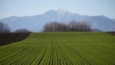 芽室町の畑の景色