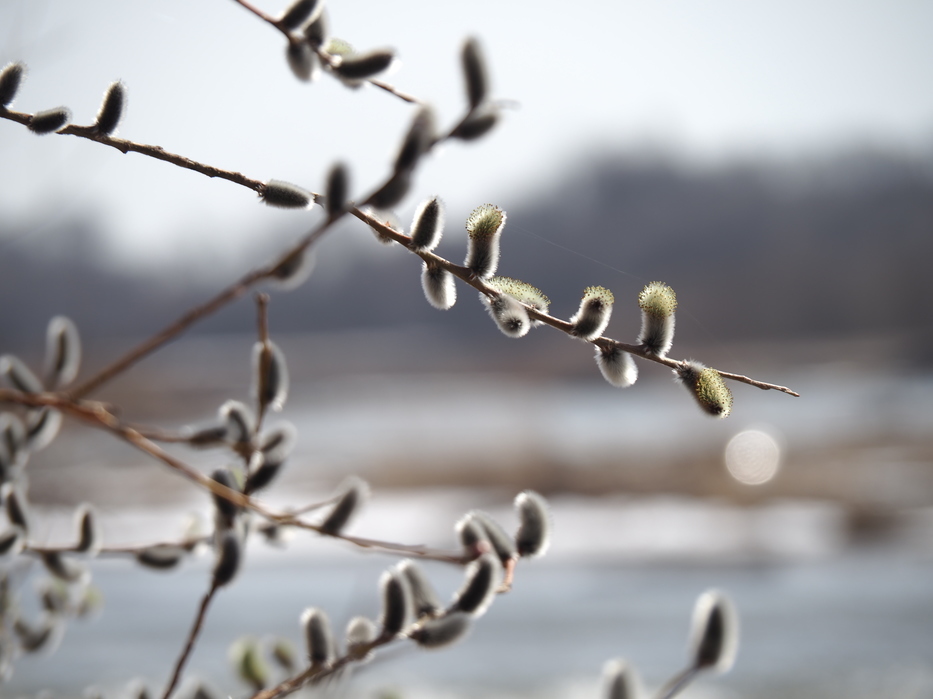 河川敷のようす