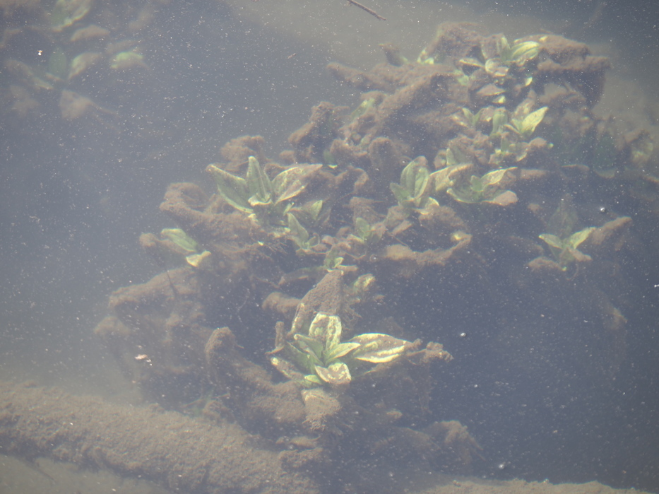 河川敷のようす
