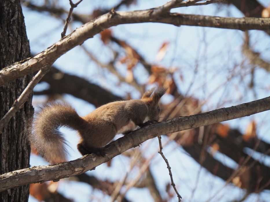 芽室公園のようす