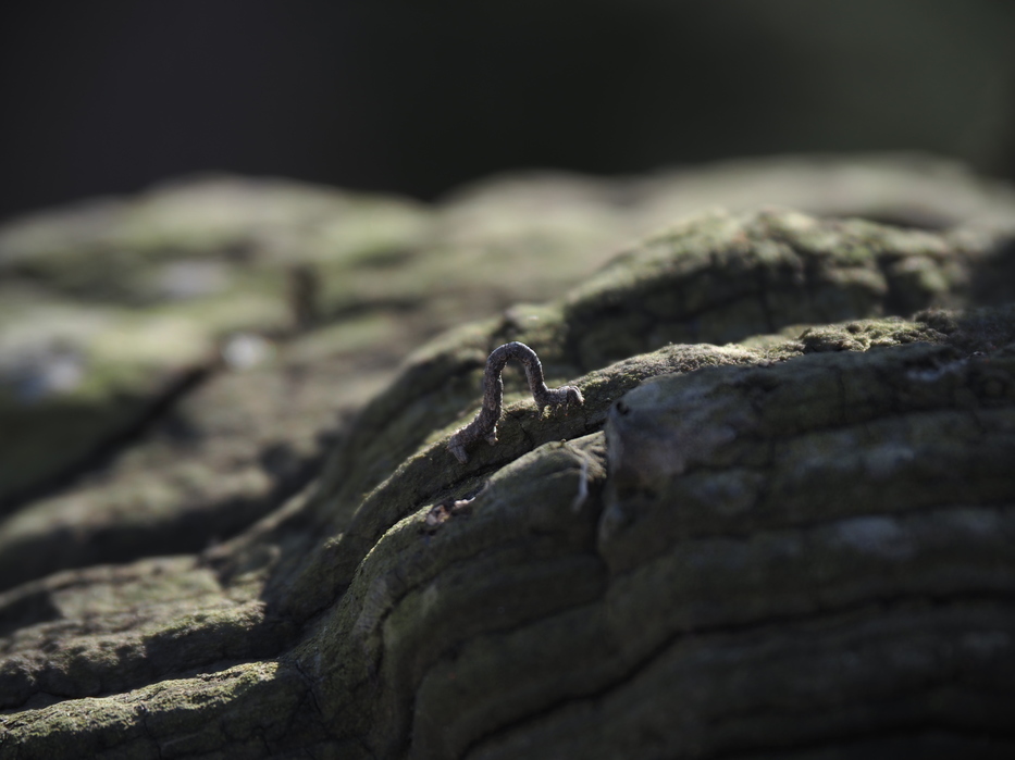 芽室公園のようす