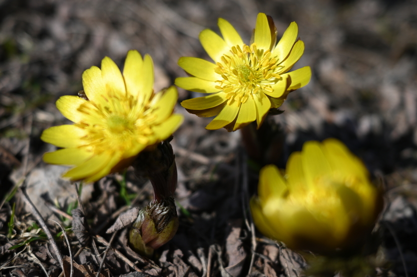 芽室公園のようす