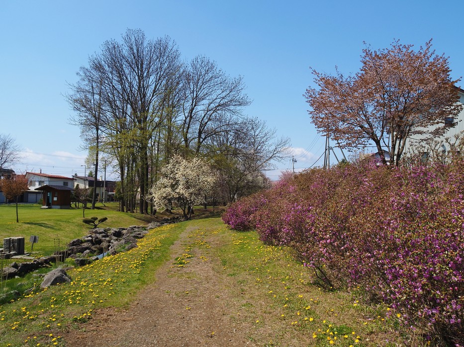 弥生児童公園はお花がいっぱい