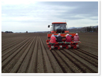 ジャガイモの植え付けをしている様子