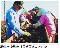 ジャガイモの収穫作業をしている様子