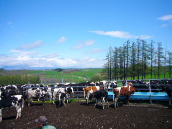 大量の牛たちが牧場に入っていく様子