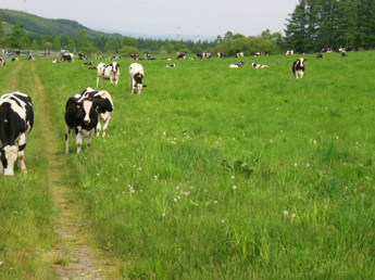 牧草を食べている乳牛たちの様子